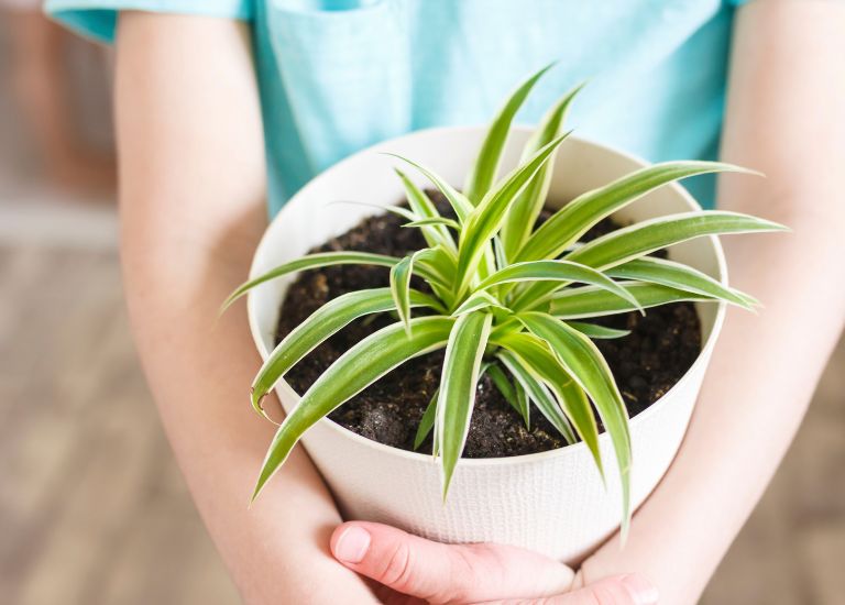 Feng Shui - spider plant
